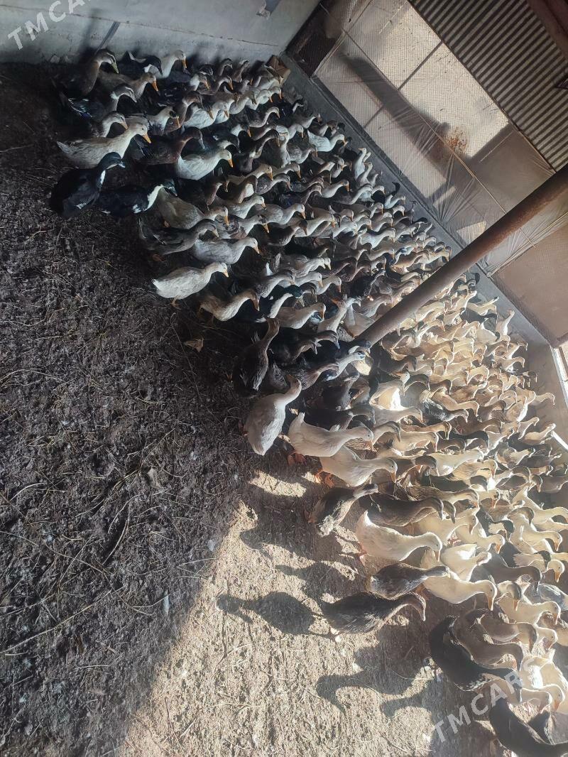 Ördek gak gak - Байрамали - img 3