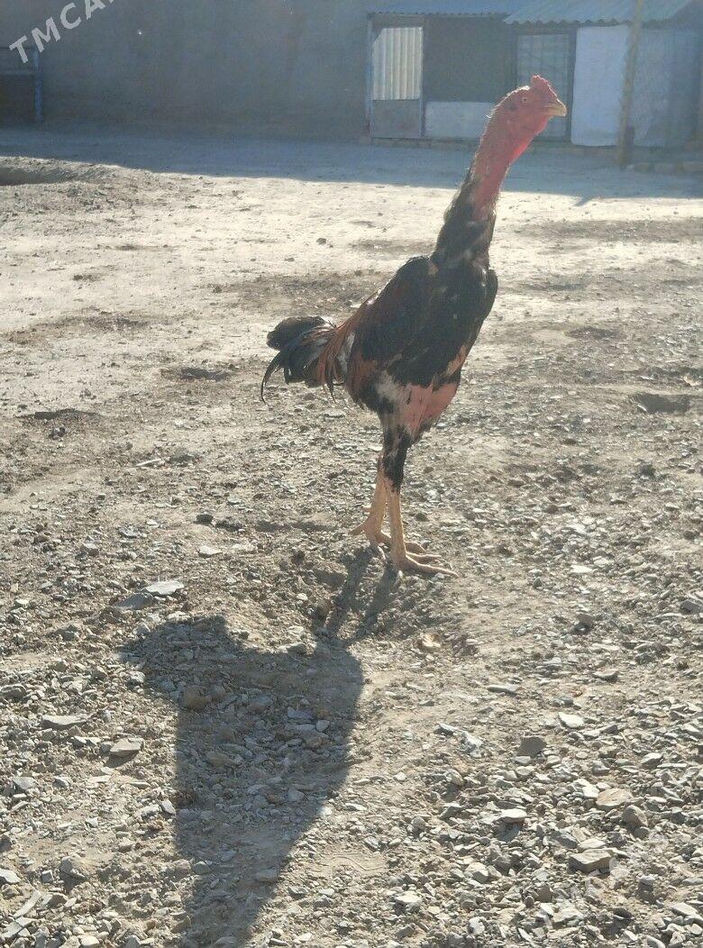 Taşkent horaz - Bäherden - img 4