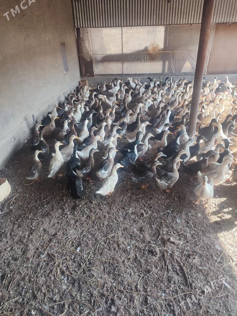 Ördek gak gak - Байрамали - img 2