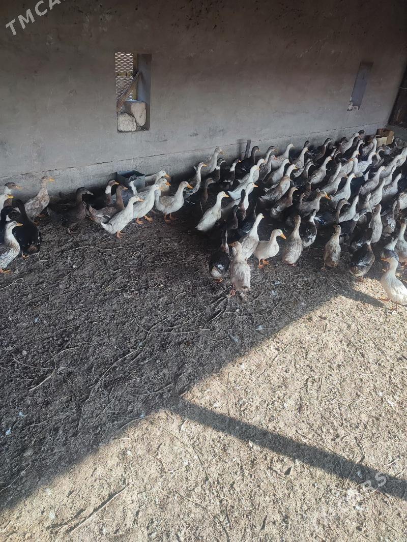 Ördek gak gak - Байрамали - img 4