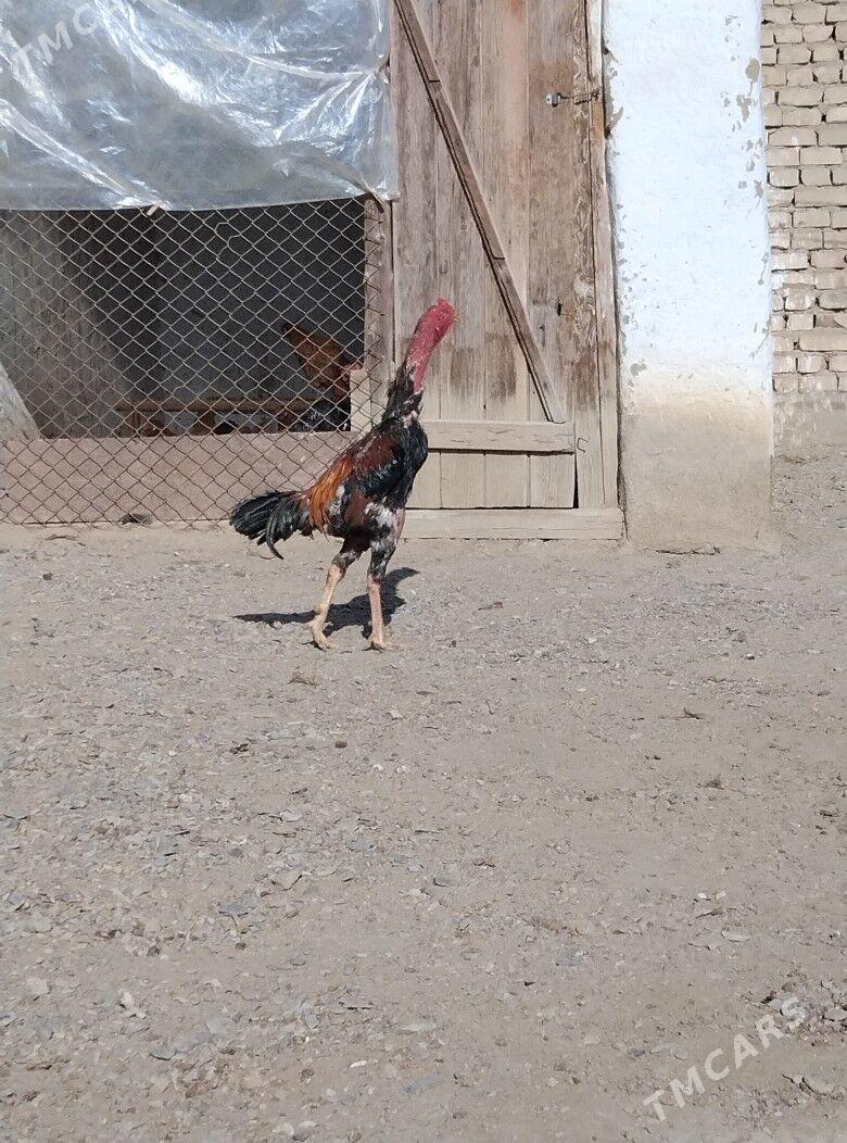 Taşkent horaz - Bäherden - img 2