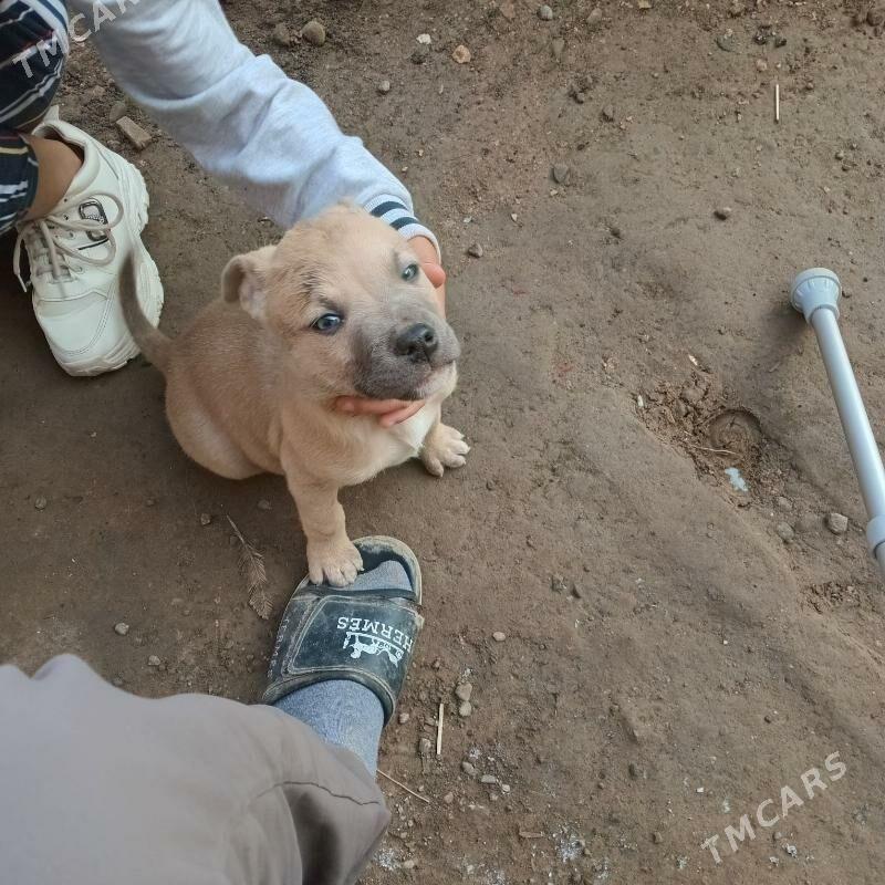 стафф - Türkmenabat - img 2