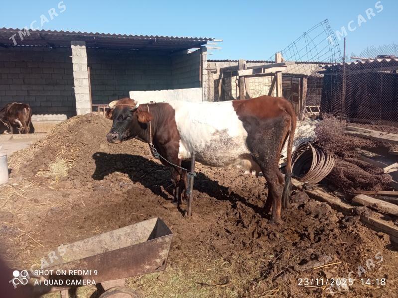 sygyr okuz - Бузмеин - img 3