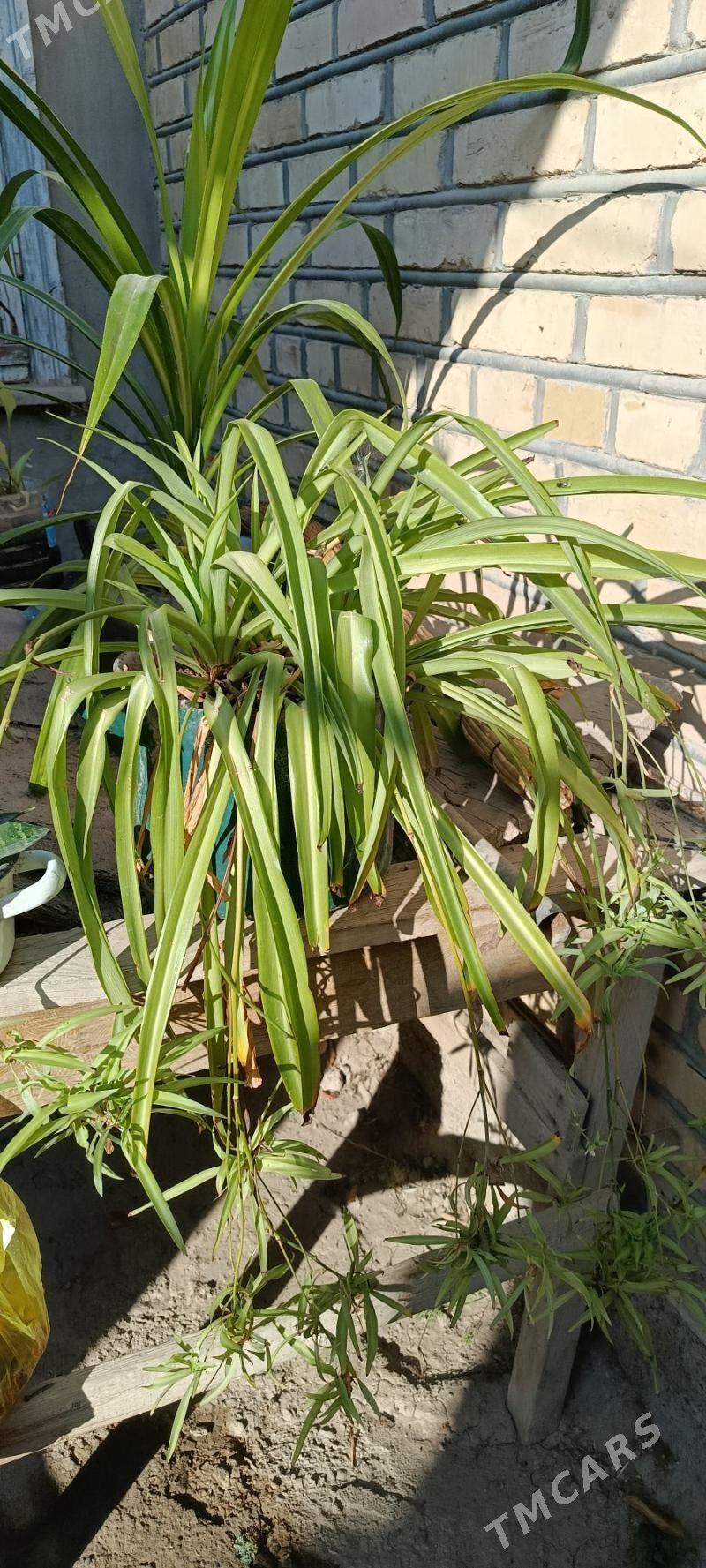 комнатные цветы - Baýramaly - img 7