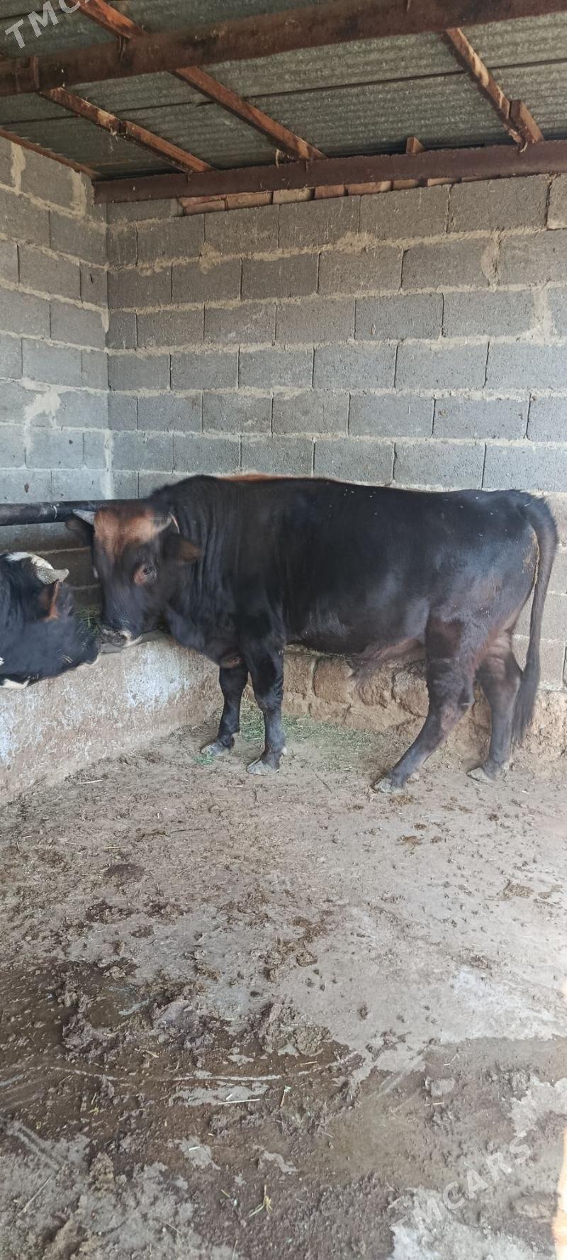 şwes okuz - Бахарден - img 1