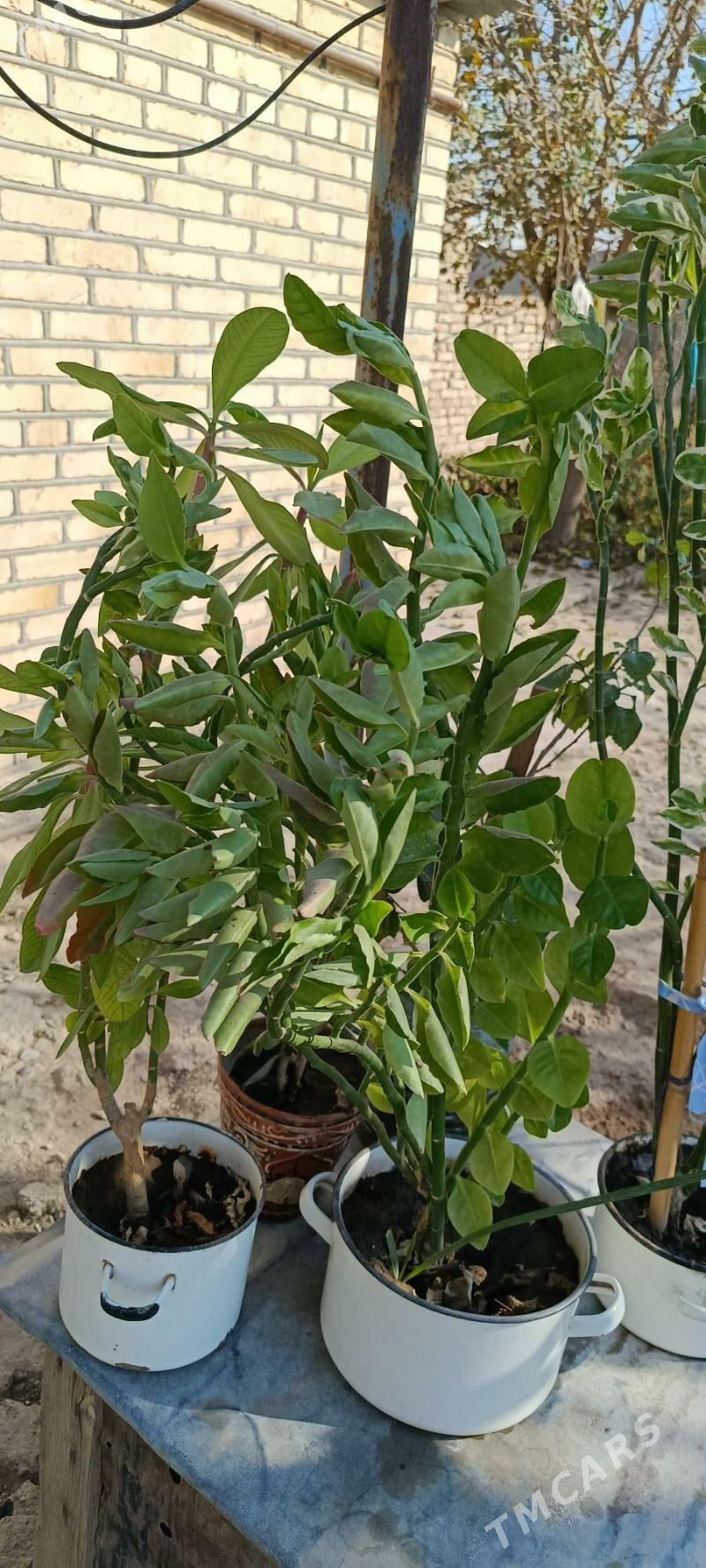 комнатные цветы - Baýramaly - img 6