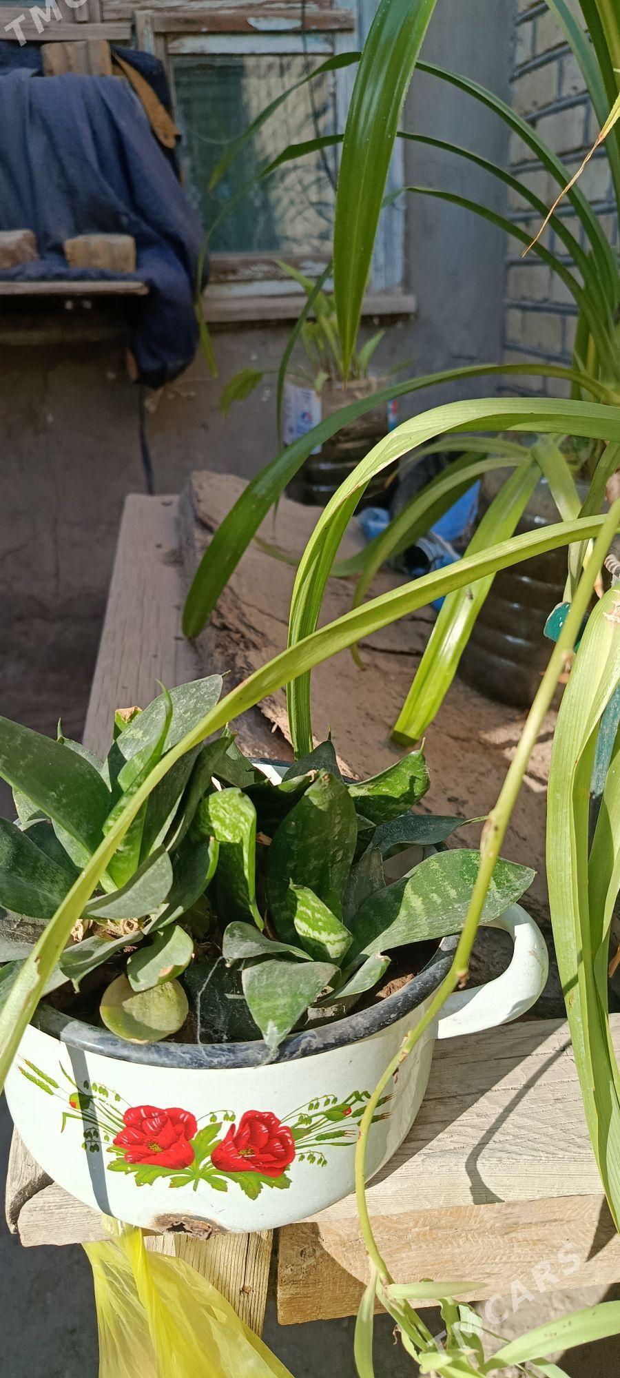 комнатные цветы - Baýramaly - img 8