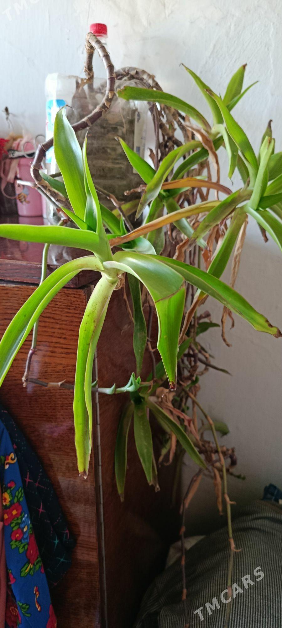 комнатные цветы - Baýramaly - img 9