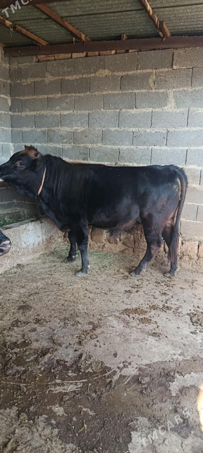 şwes okuz - Бахарден - img 2