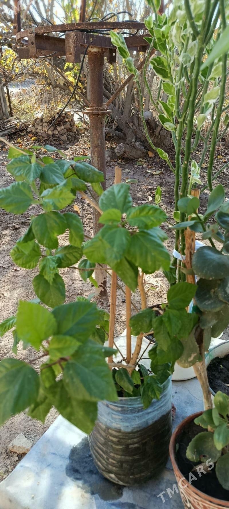 комнатные цветы - Baýramaly - img 3