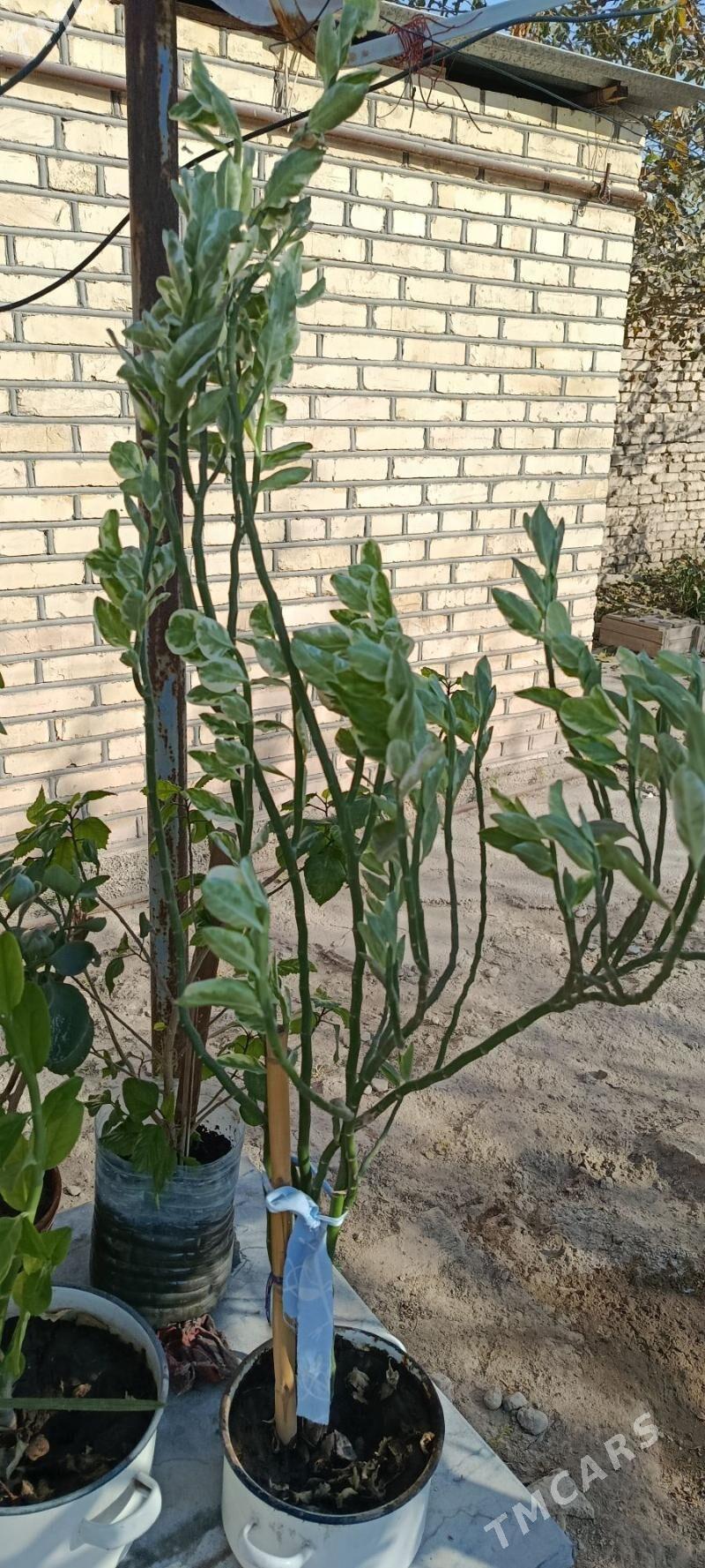 комнатные цветы - Baýramaly - img 5