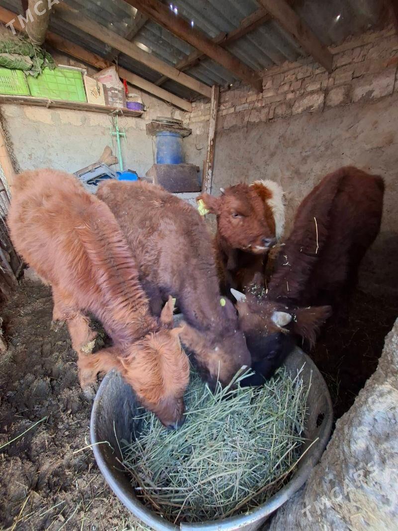 Okuz 4-sany - Ашхабад - img 4