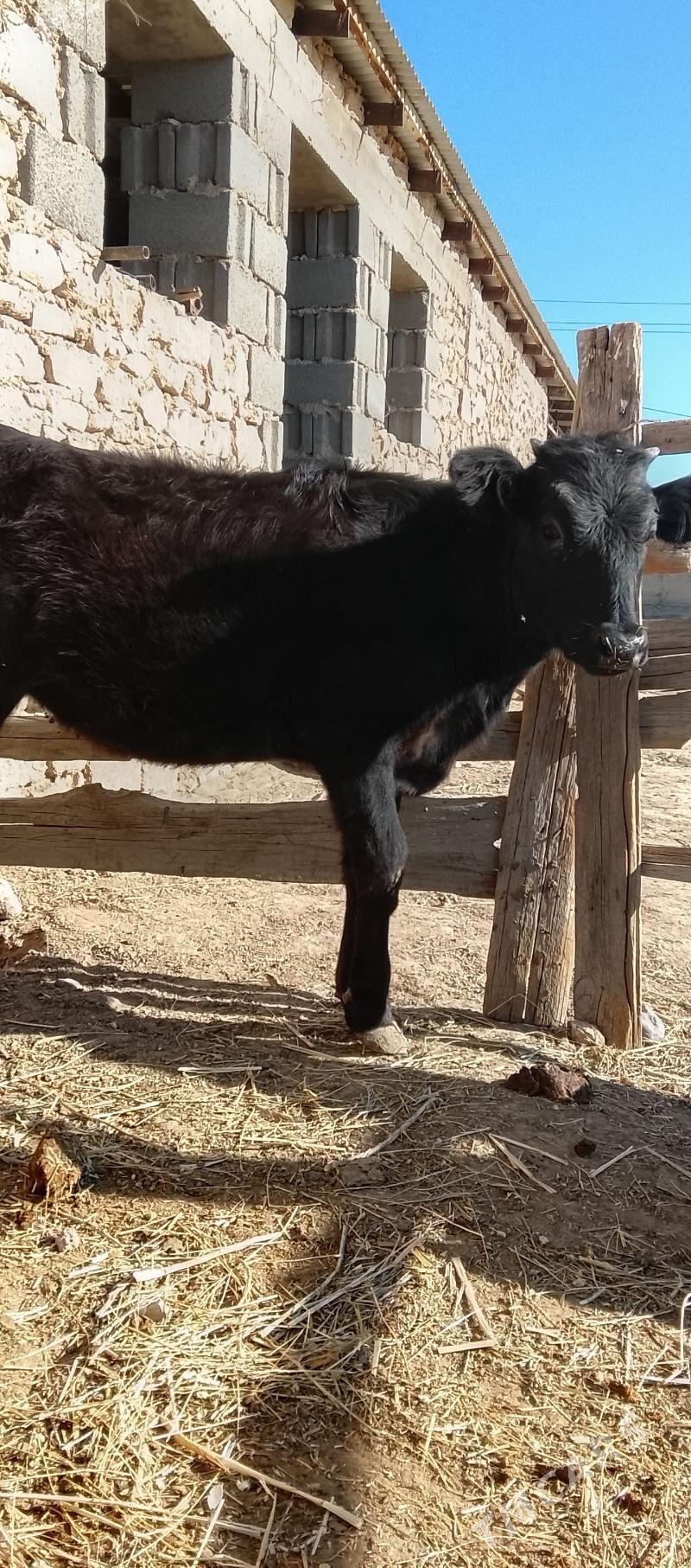 tuwe - Гызыларбат - img 2