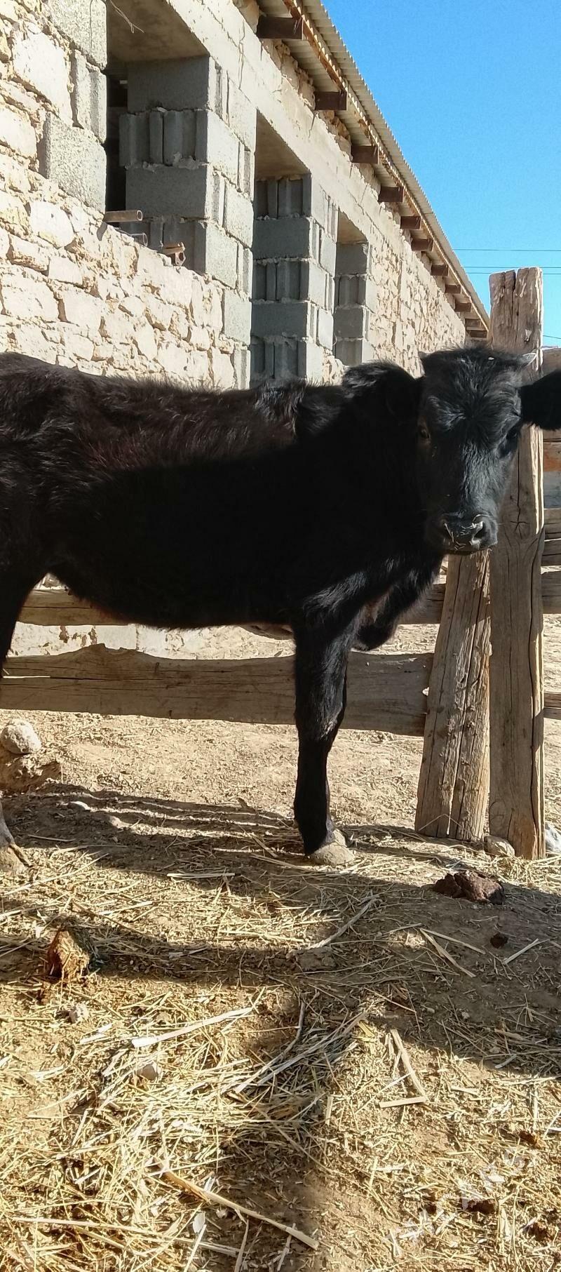 tuwe - Гызыларбат - img 1