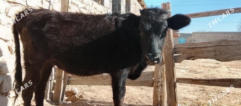 tuwe - Гызыларбат - img 4