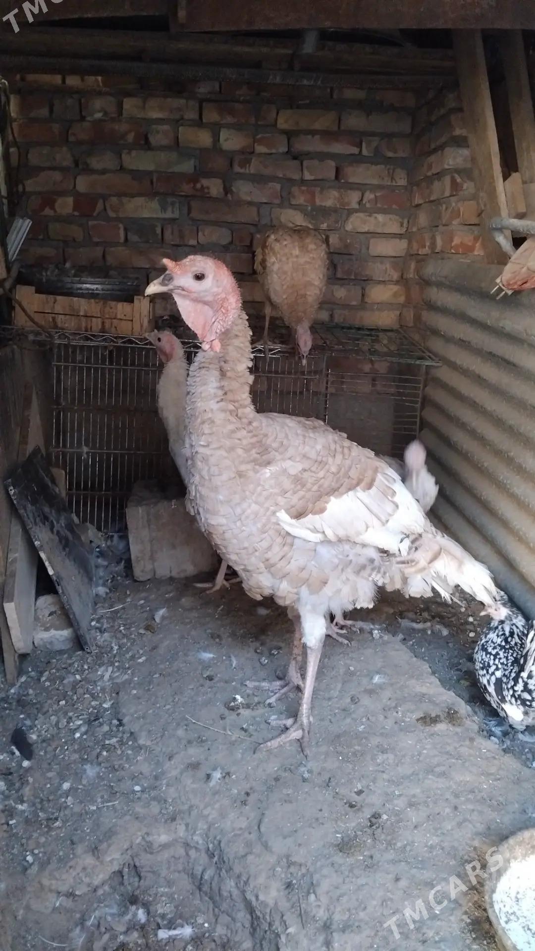 indyuk - Хитровка - img 3