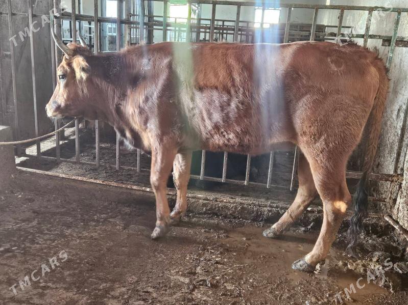 sygyr - Büzmeýin - img 2