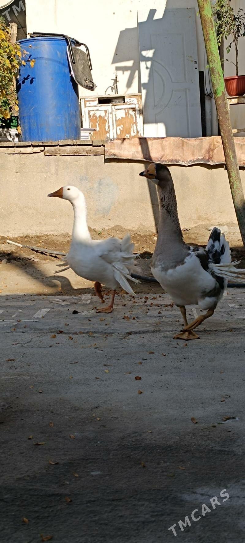 Guwa gaz - Балканабат - img 2