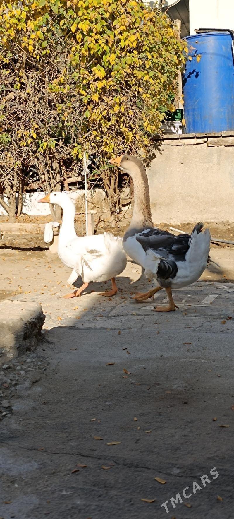 Guwa gaz - Балканабат - img 3