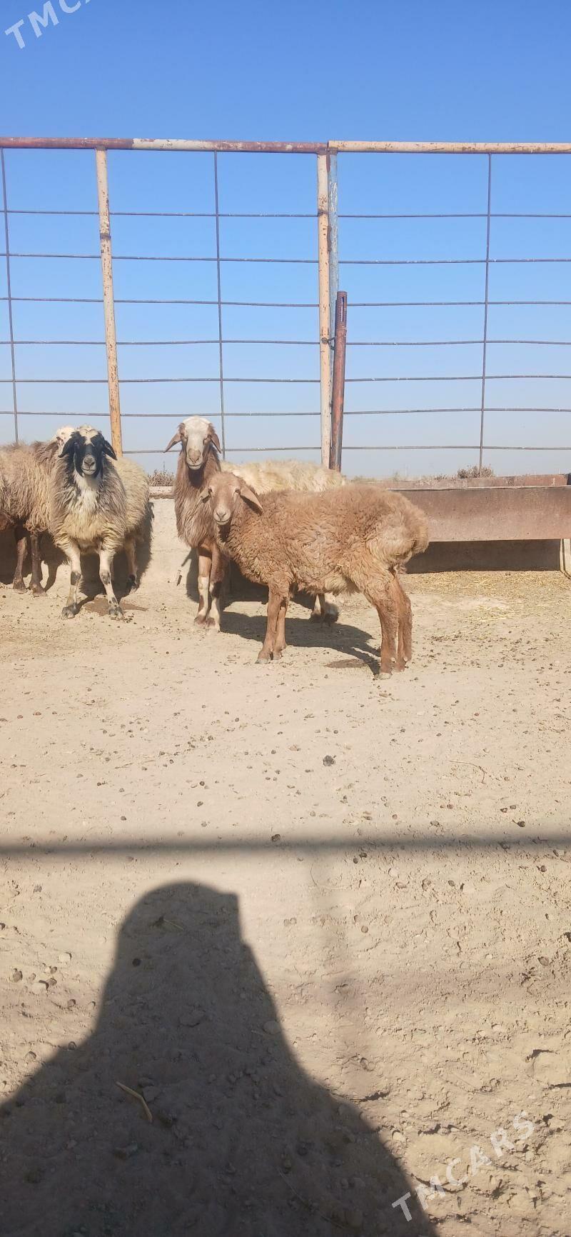 takly - Bäherden - img 2