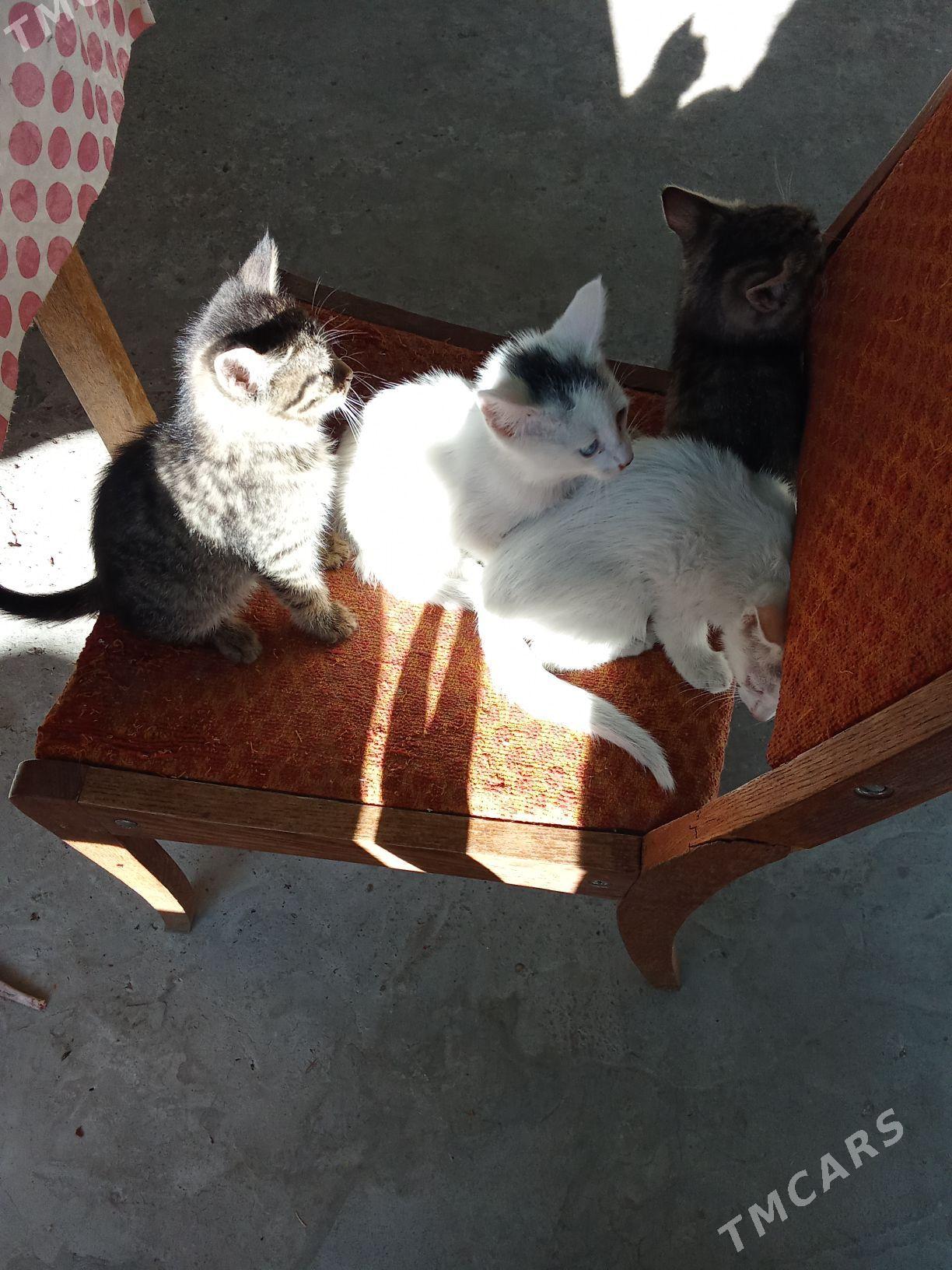 Pişik - Хитровка - img 3