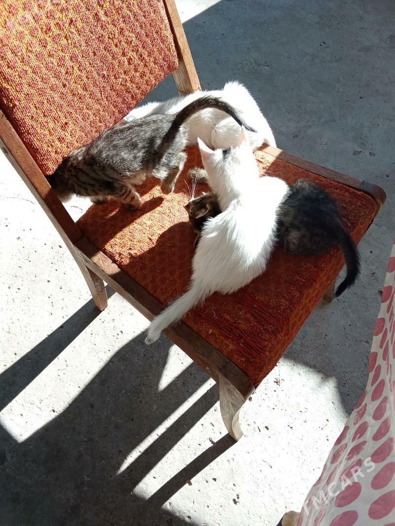 Pişik - Хитровка - img 2