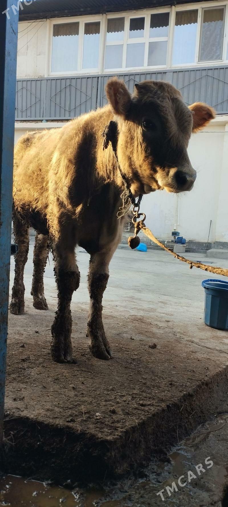 Öküz şwet - Хитровка - img 4