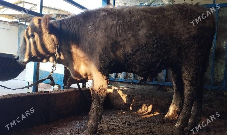 Öküz şwet - Хитровка - img 6