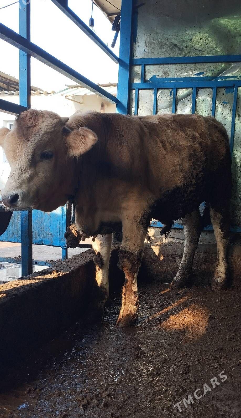 Öküz şwet - Хитровка - img 5