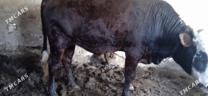 baky okuz - Mary - img 4