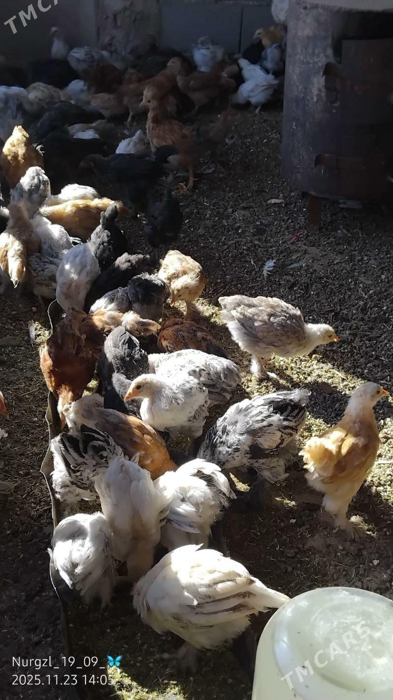 jüýje - Теджен - img 3