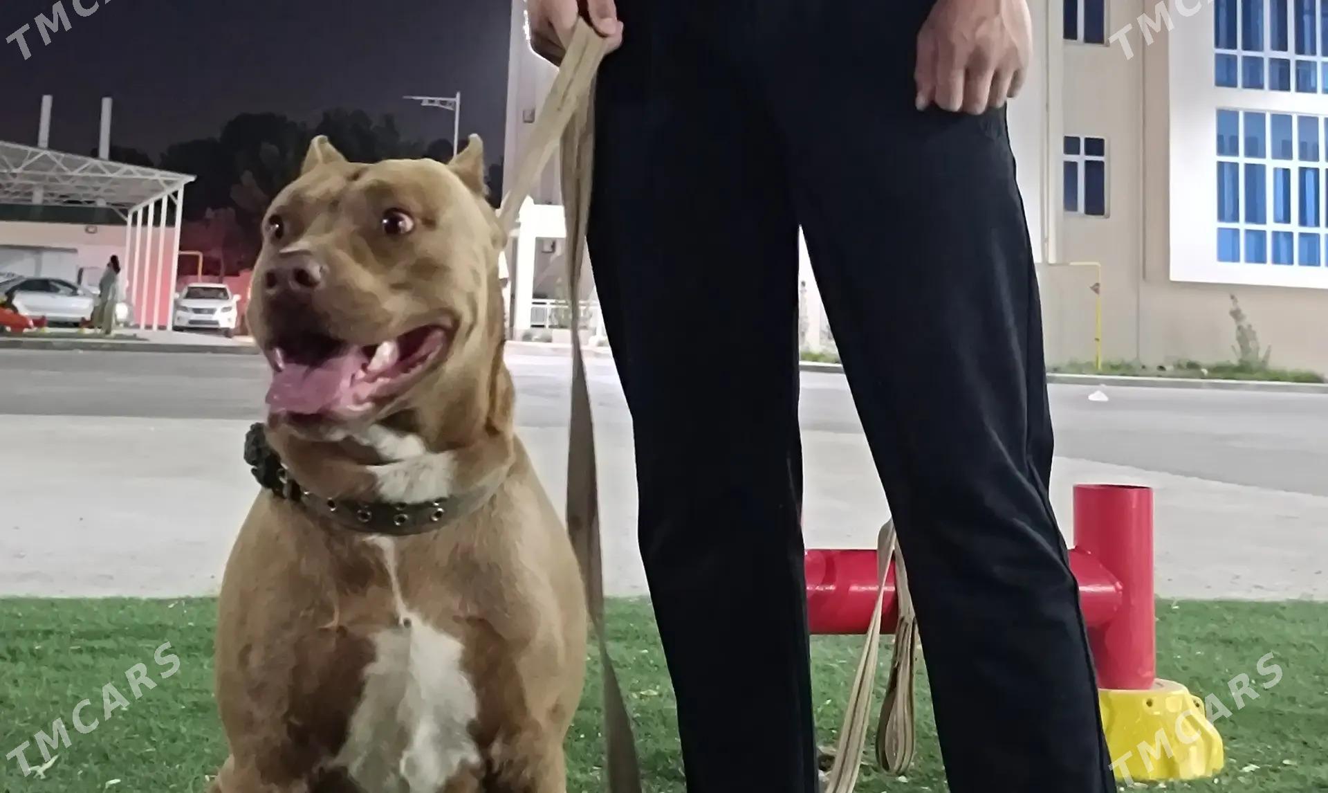 Pitbull - Туркменабат - img 1