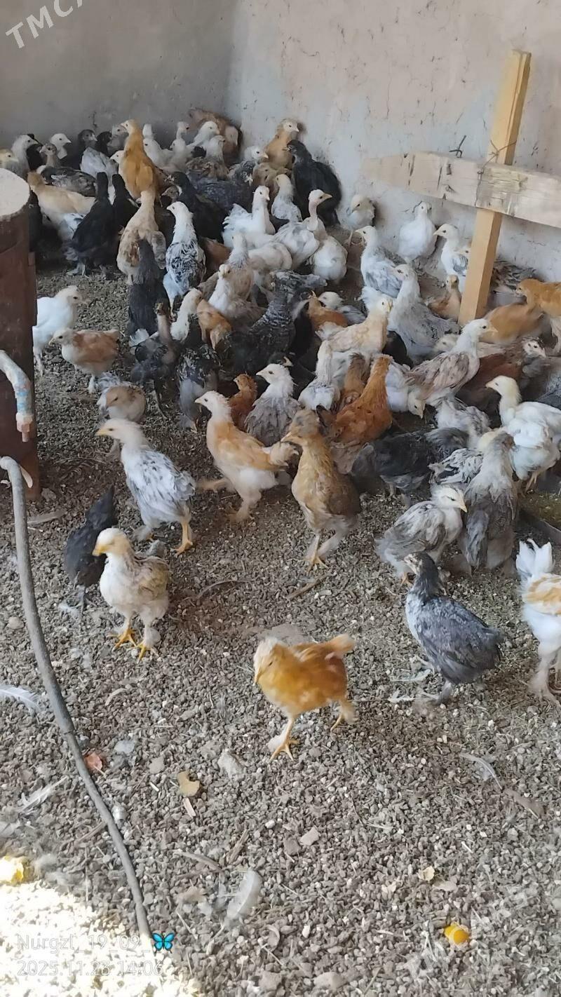 jüýje - Теджен - img 2