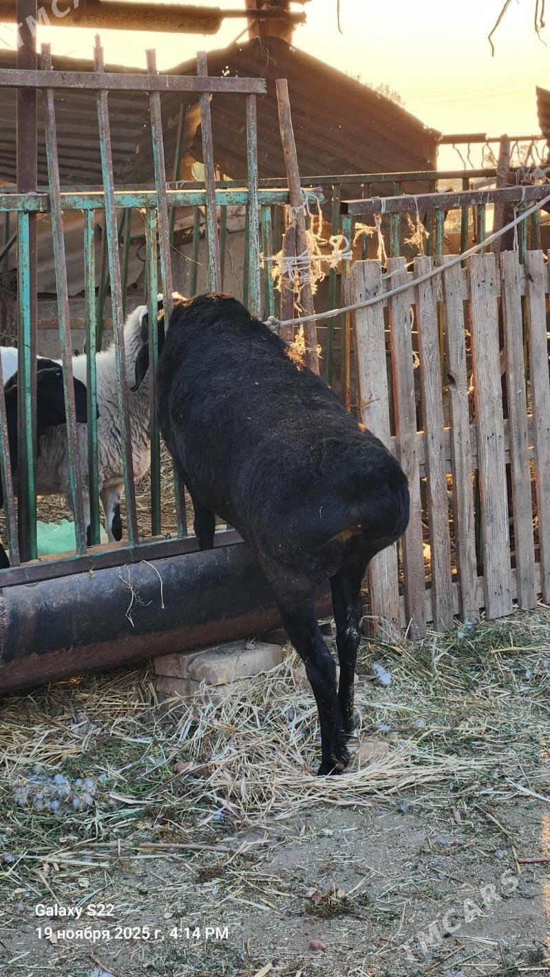 Goçkar - Çärjew - img 2