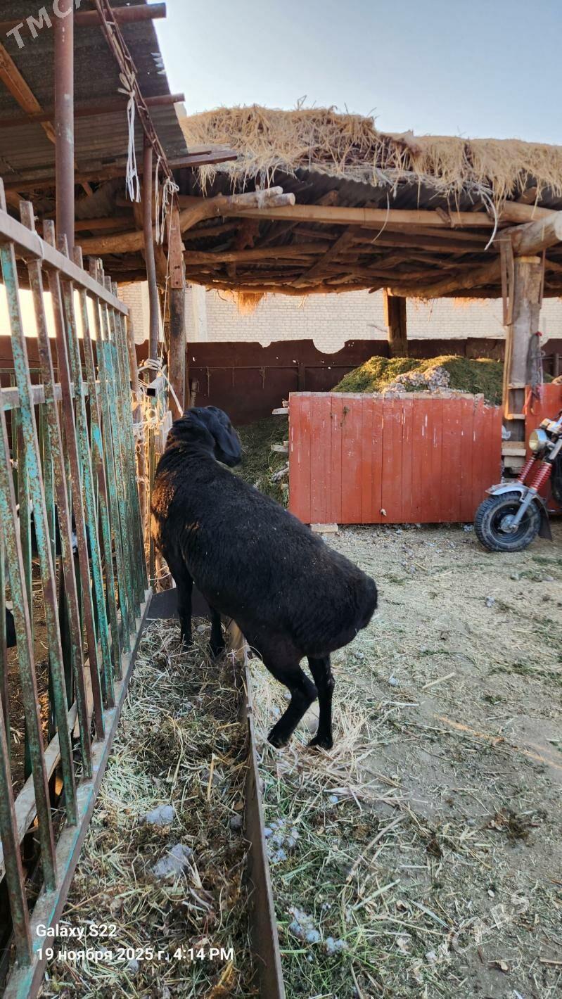 Goçkar - Çärjew - img 4