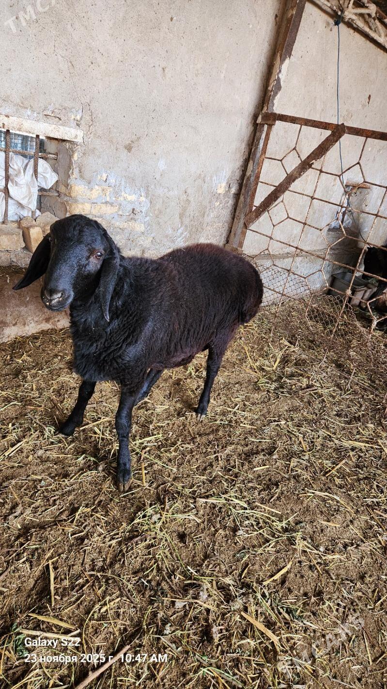 Goç - Çärjew - img 1