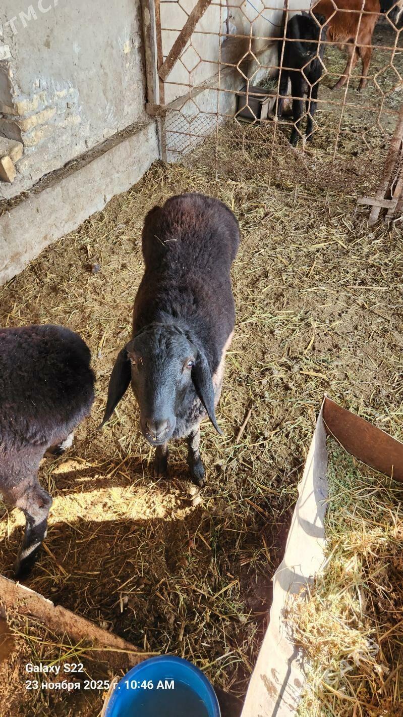 Goç - Çärjew - img 2