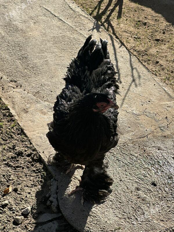 brama - Ашхабад - img 1