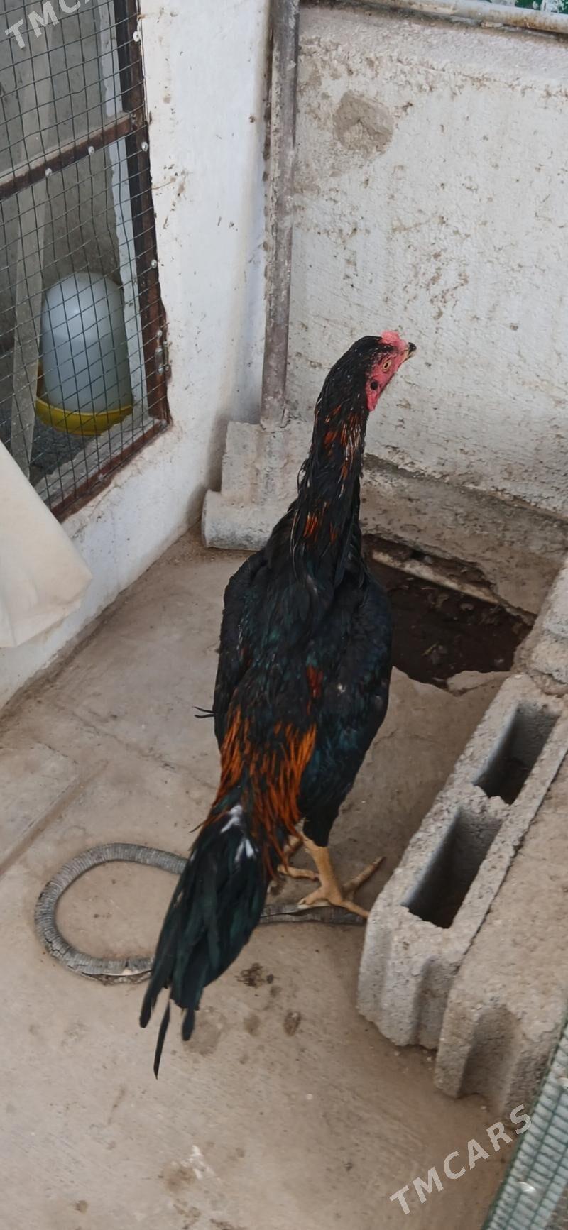 TASKENT HORAZ - Aşgabat - img 4