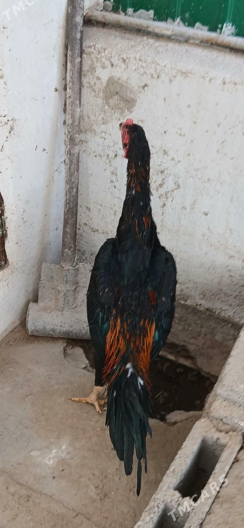 TASKENT HORAZ - Aşgabat - img 6