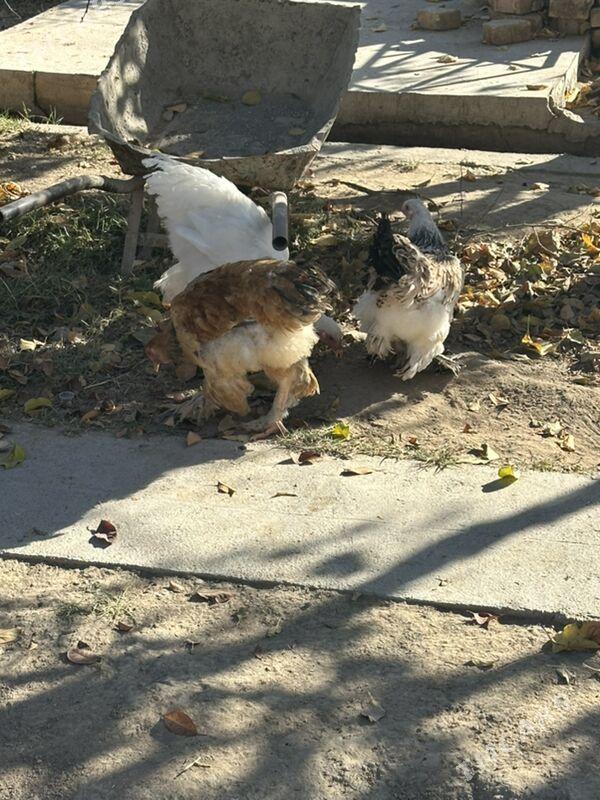 brama - Ашхабад - img 4