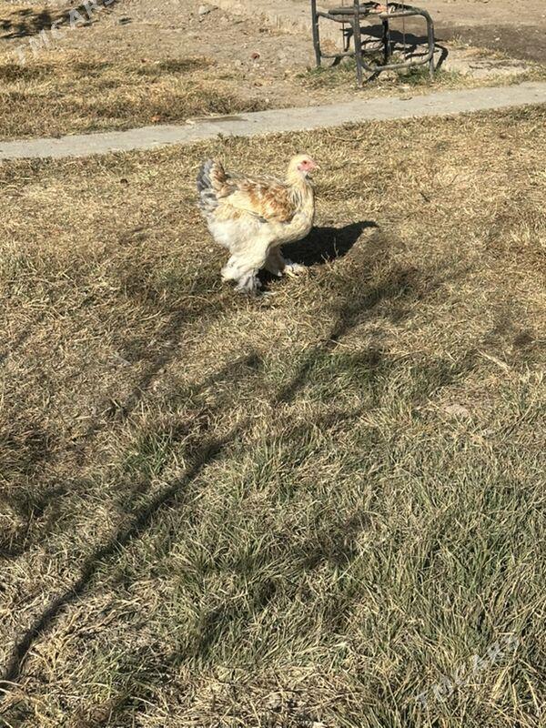 brama - Ашхабад - img 3