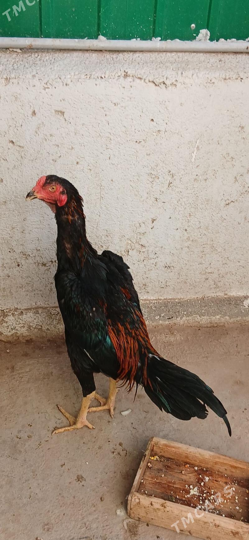 TASKENT HORAZ - Aşgabat - img 1