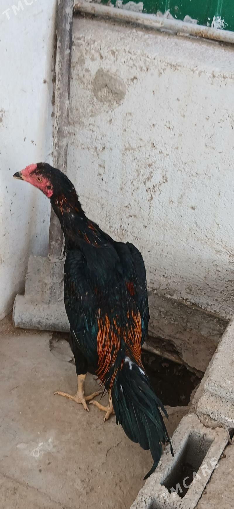 TASKENT HORAZ - Aşgabat - img 3