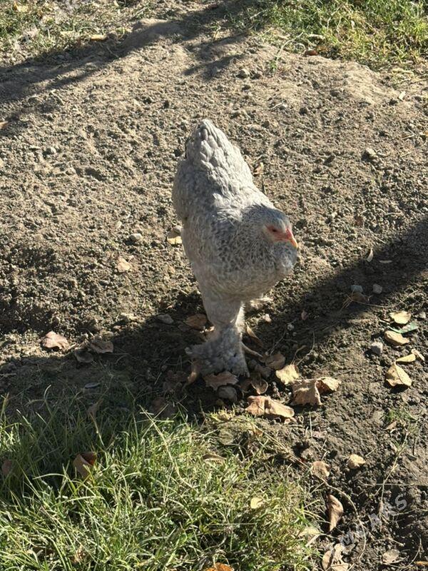 brama - Ашхабад - img 2