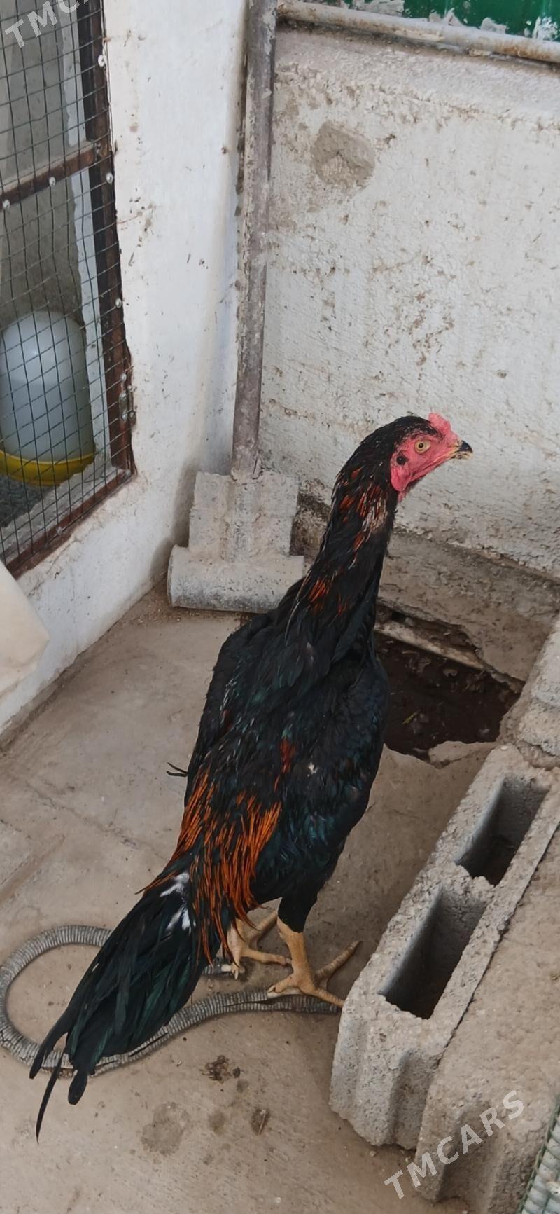 TASKENT HORAZ - Aşgabat - img 5