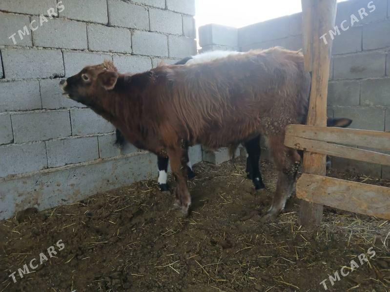 okuzler tuweler - Büzmeýin - img 3