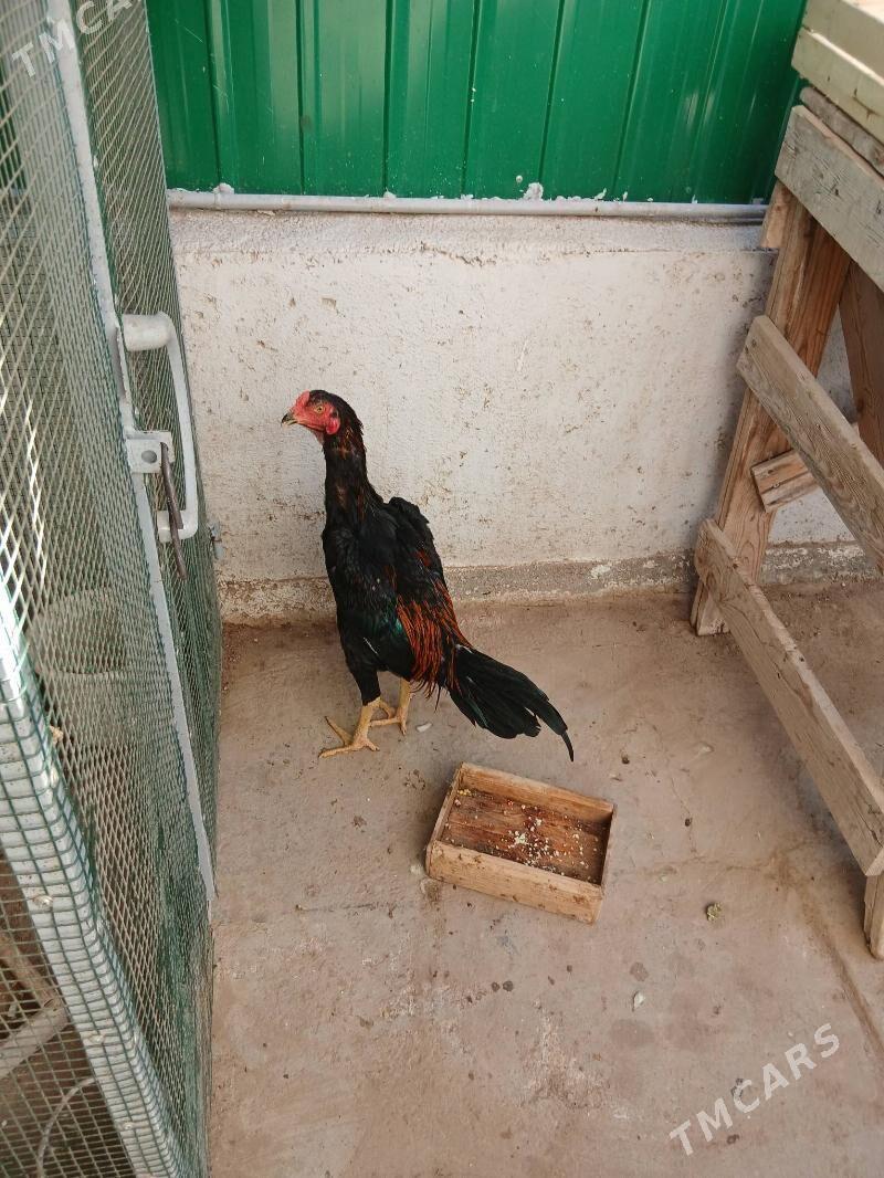 TASKENT HORAZ - Aşgabat - img 7