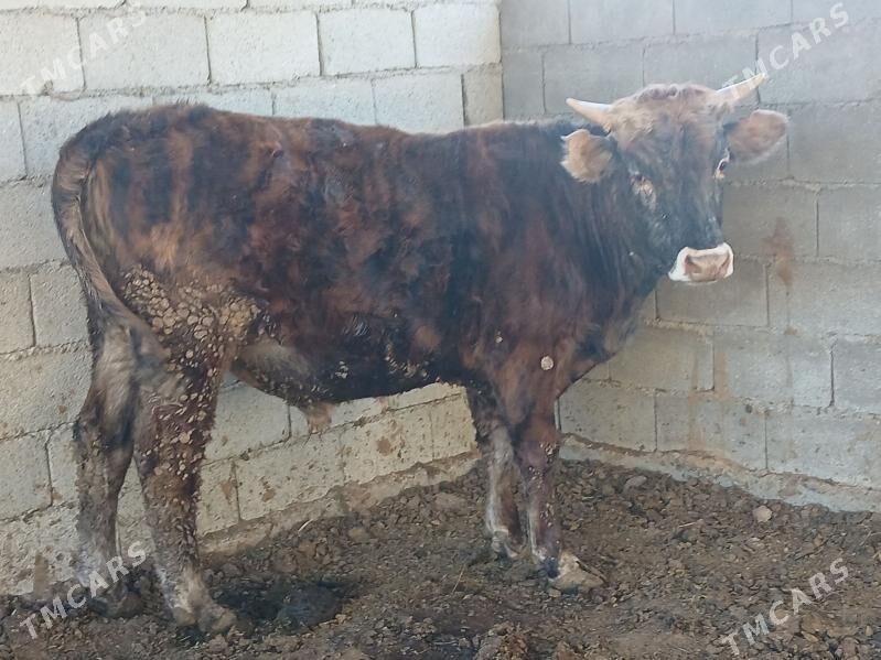 okuzler tuweler - Büzmeýin - img 5