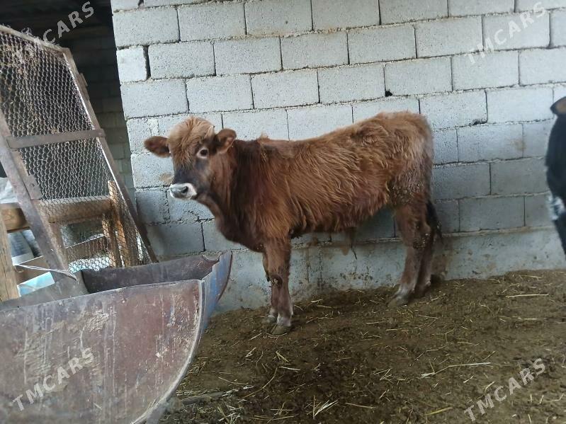 okuzler tuweler - Büzmeýin - img 4